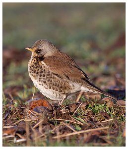 Fieldfare