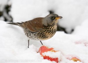 Fieldfare in the snow