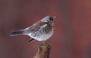 Fieldfare