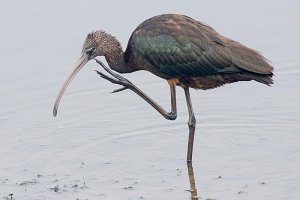 Glossy Ibis