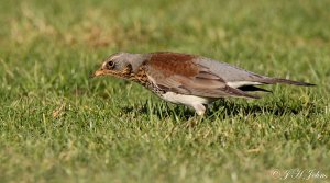 Fieldfare