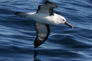 Indian Yellow-nosed Albatross