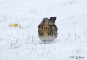 Fieldfare