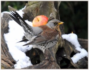 Fieldfare