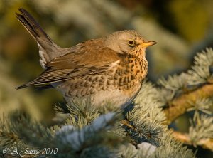 Cocky Fieldfare