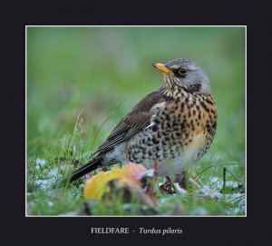 Fieldfare