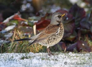 Fieldfare