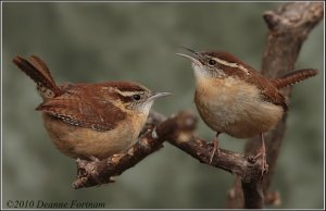 Carolina Wrens