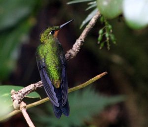 Green-crowned Brilliant