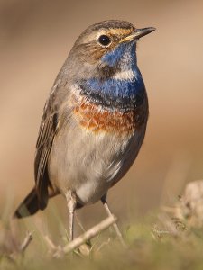 Bluethroat