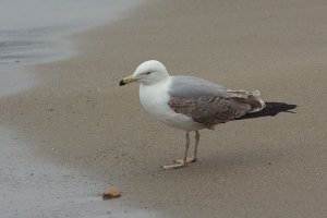 Yellow-legged Gull 3