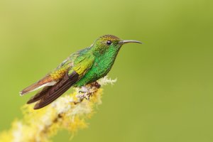 Coppery-headed Emerald