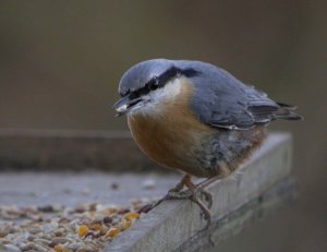 Nuthatch