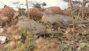 doves on the deck...