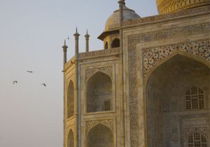 Little Egrets flying to roost, Taj Mahal