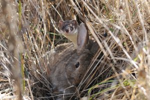 Stoat with Rabbit