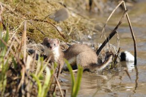 Stoat with Rabbit