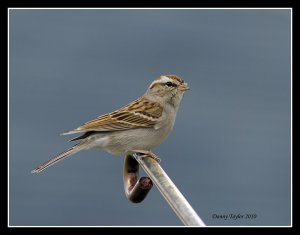 Chipping Sparrow