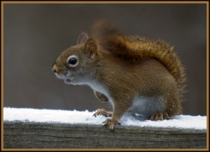 American Red Squirrel