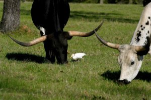 Cattle Egret with Longhorn Cattle