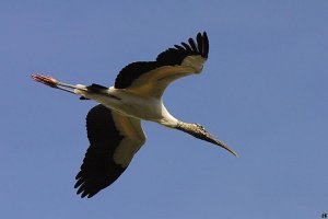 wood stork