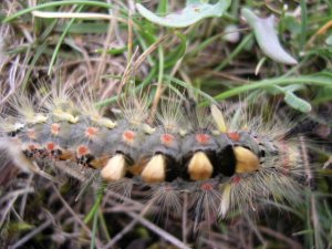 VAPOURER MOTH CATERPILLAR.