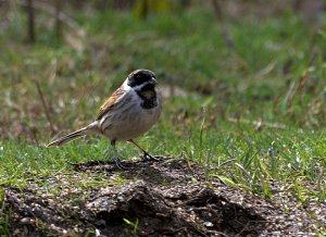 Reed Bunting