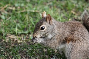 Grey Squirrel