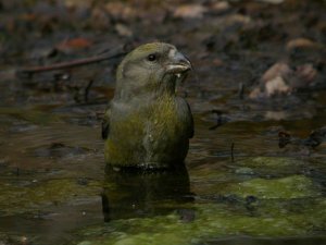 Crossbill