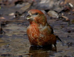 Crossbill