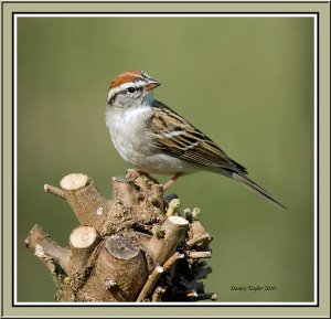 Chipping Sparrow