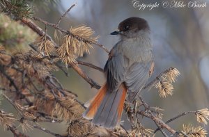 Siberian Jay