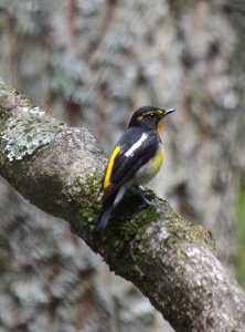 Narcissus Flycatcher