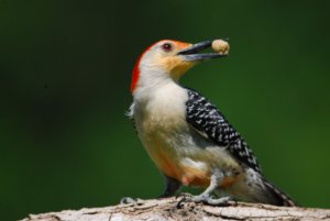 Red Bellied Woodpecker