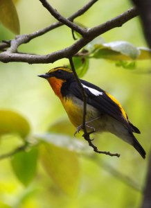 Narcissus Flycatcher