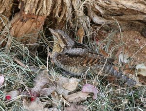 Wryneck