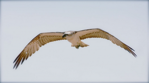 Osprey