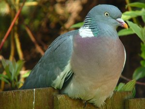 Wood Pigeon