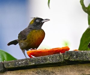 Dusky faced Tanager