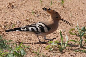 Hoopoe