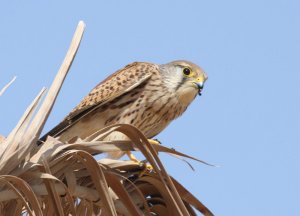 Kestrel