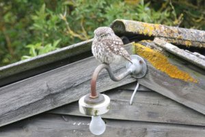 Little owl