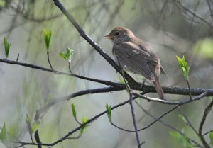 Thrush Nightingale in Song.