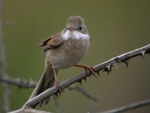 Whitethroat