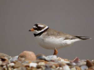 Ringed Plover