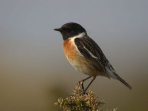 Stonechat