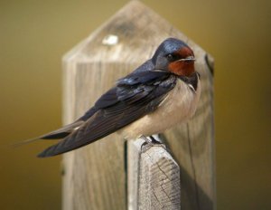 Swallow