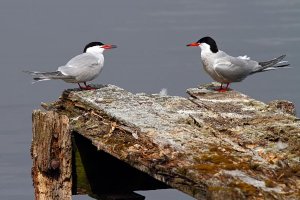 Common Terns