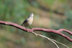 Bluebird Female