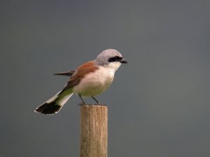 Red-Backed Shrike